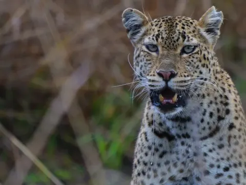 Young Leopard Struggles to Protect Tree Kill From Rivals in Kafue National Park