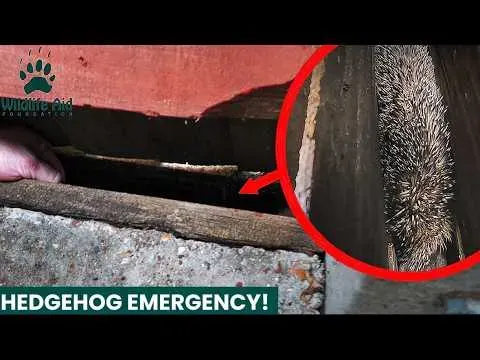 Trapped There Features and What to Know