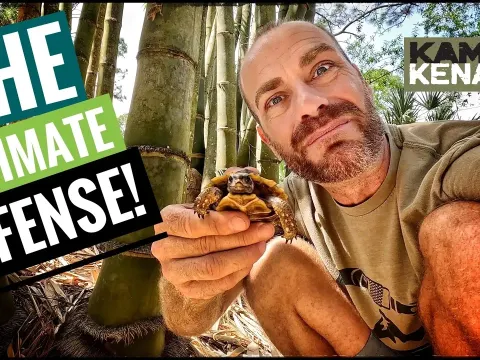 Turtles Today and the Natural Context