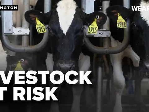 Flesh-Eating Screwworm Outbreak in Texas Cattle Sparks Emergency Response