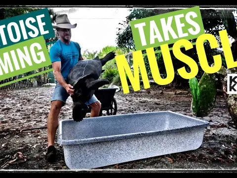 Galapagos Tortoise Health Scare and Recovery Tips