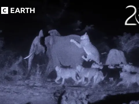 How a Young Elephant Survived an Attack by 30 Lions