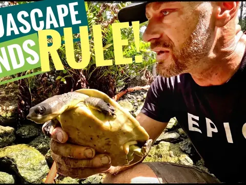 Turtles Pond and Why It Matters