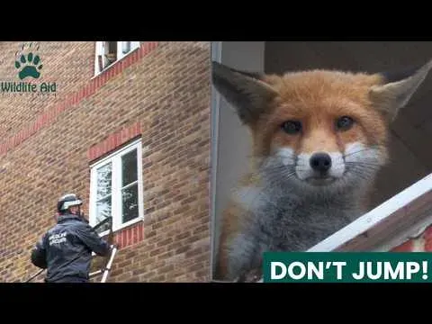 Fox Rescued From Third Floor Apartment Window on a Rainy Morning