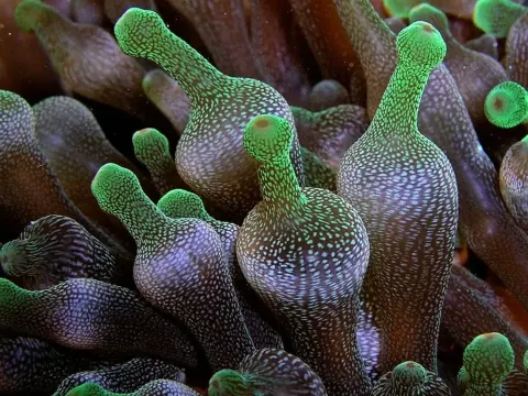 Bubble-Tip Anemone Facts and Symbiotic Relationships