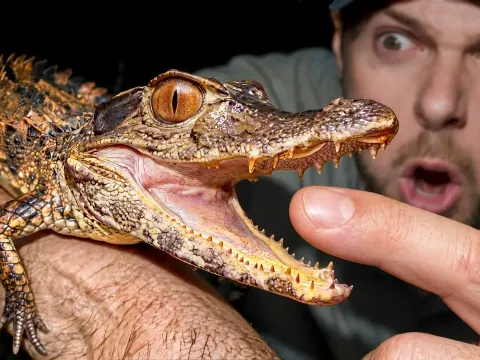 Rare Mini Croc Found in Amazon Rainforest During Night Expedition