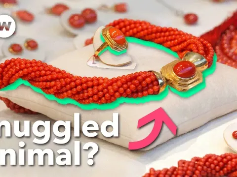 The Dark Secret Behind a $100,000 Coral Necklace and the $9M Smuggling Trade