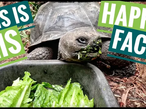 Feeding Fresh Produce to Rescued Tortoises and Turtles at the Sanctuary