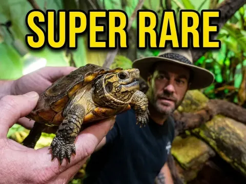 Reptilandia Part 2 Returns With Rare Reptiles and an Endangered Forest Turtle