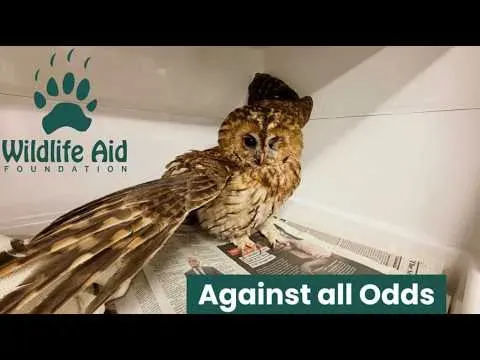Tawny Owl Survives Car Collision and Fights Back Against Injury