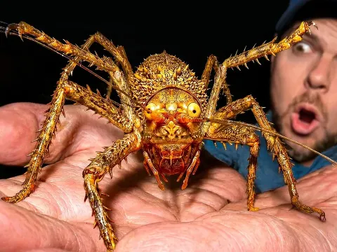 Rare Spiny Forest Lobster Discovered in the Amazon Rainforest