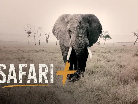 Incredible Safari Encounters from Elephants to Cheetahs and Rhinos