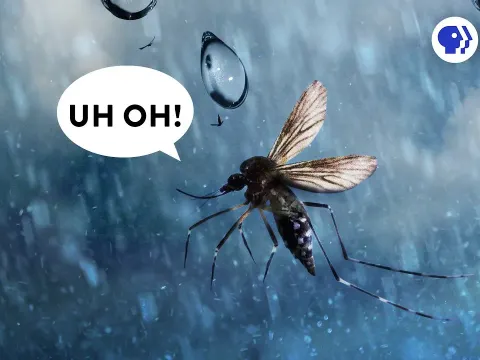 How Insects Survive Being Hit by Raindrops