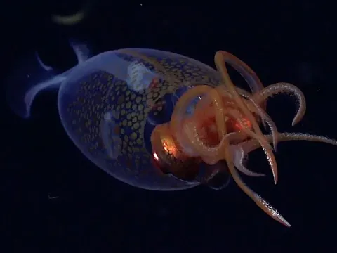 Squid Invertebrate and the Natural Context