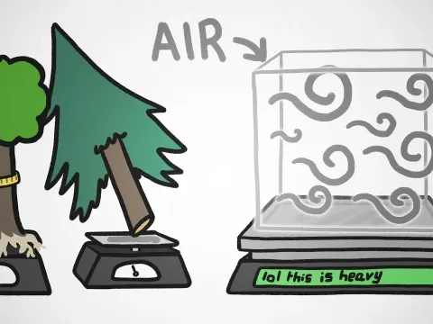 Forest Trees and the Natural Context