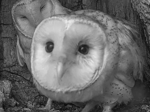 Injured Barn Owls Reunite After Eye Injury Recovery