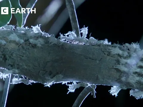Nighttime Swarm of Flatid Bugs Triggers Tiny Fist Fights in Madagascar Forest
