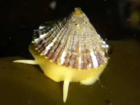 Rough Keyhole Limpet A Unique Sea Snail with a Distinctive Shell