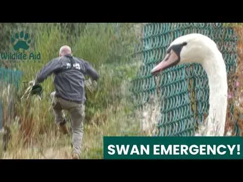 Rescue Team Frees Trapped Swan After Crash Landing in Redhill Brambles