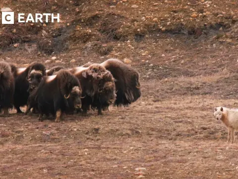 Deadly Showdowns and the Natural Context