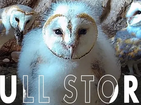 The Story of a Single Barn Owl Chick: Gylfie and Dryer's Third Breeding Season