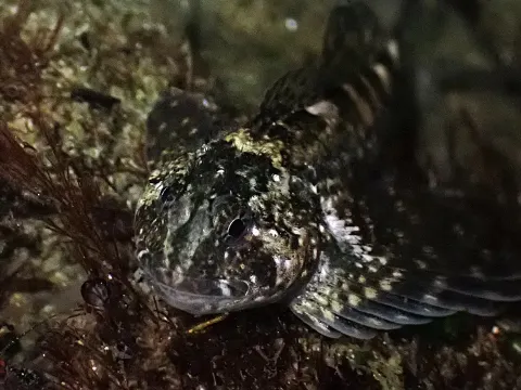 Mosshead Sculpin: The Air-Breathing Fish That Lives in Tidepools