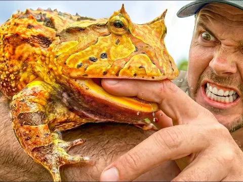 How We Found a Wild Pac-Man Frog in the Amazon Rainforest