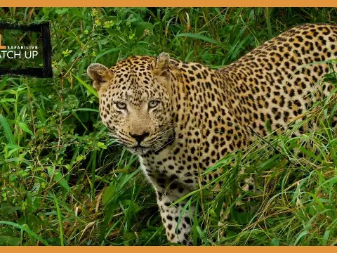 Top Wildlife Sightings of the Week: Leopards, Giraffes, and Cheetahs in Action