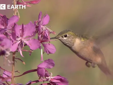 Yellowstone's Forest Recovery After the 1988 Wildfires