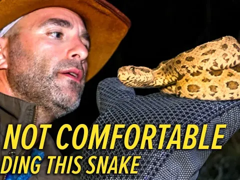 Exploring the Deadly Russell's Viper in Indonesia