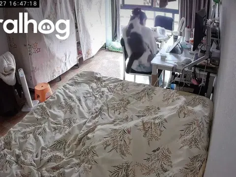Cat Playfully Attacks Owner in Viral Video from China