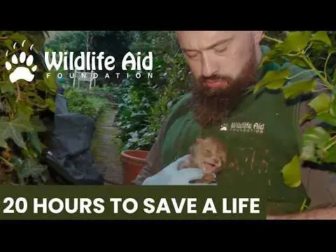 Wildlife Rescuers Race Against Time to Save Orphaned Fox Cubs After Mother's Death