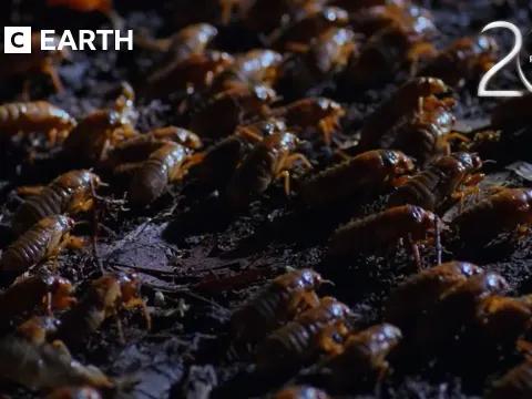The Largest Insect Emergence on Earth: Billions of Cicadas Swarm Forests