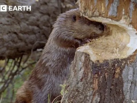 How Beavers Build Dams to Survive Winter