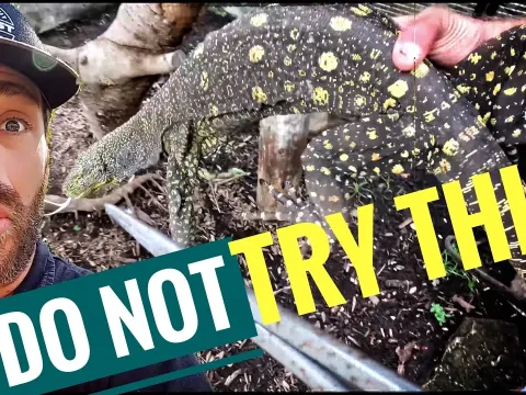 Feeding a Giant Caiman and Monitor Lizards at a Wildlife Sanctuary