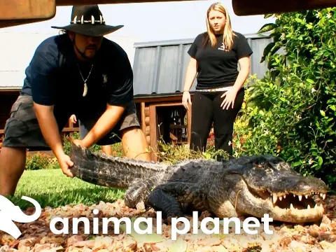 How Wildlife Experts Captured a Blind 9-Foot Alligator That Terrorized a Florida Neighborhood