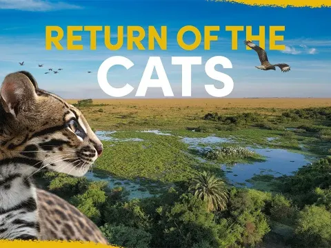 Why Ocelots Are Being Released Into a Wetland to Restore Balance