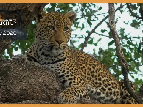 Wildlife Encounters in the Masai Mara: Lions, Leopards, and Behind-the-Scenes Moments