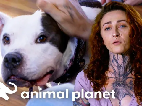 A Family Travels to Meet Magoo: Will This Gentle Pit Bull Find His Forever Home?