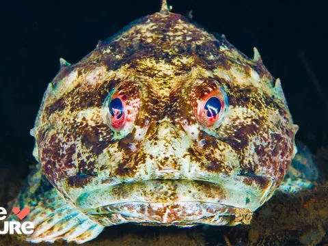 Earth's Deep Sea Creatures That Resemble Alien Life