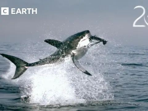 Great White Sharks Ambush Cape Fur Seals in Stunning Wildlife Encounter