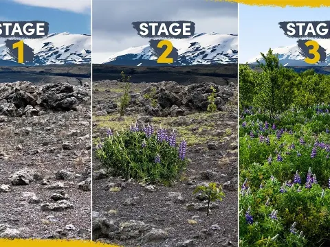 How Iceland Is Reclaiming Its Deserts Through Reforestation