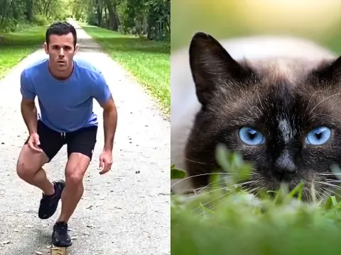 Animal Behavior Imagined as Human Actions in Compilation Video