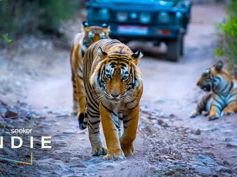 How One Doctor Is Helping Humans and Wildlife Coexist in India