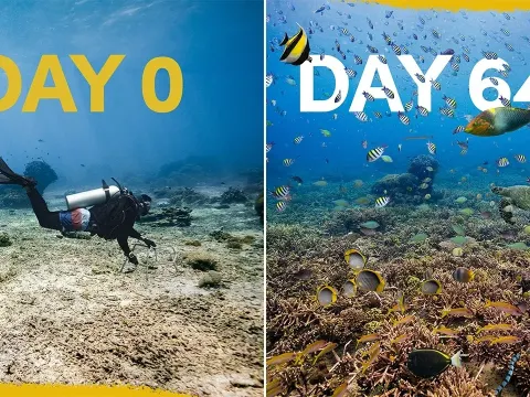 How a Restored Coral Reef in Indonesia Became a Thriving Marine Habitat