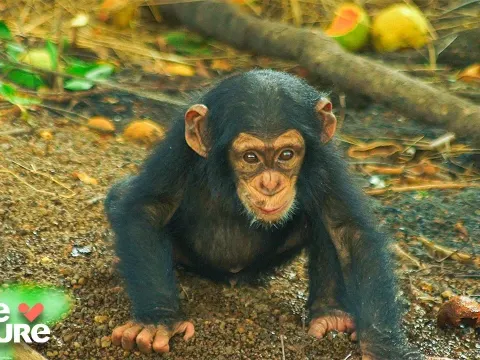 Unlikely Animal Friendships and the Hidden Social Lives of Wild Creatures