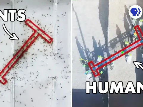 How Ant Colonies Outperform Humans in Collective Problem-Solving