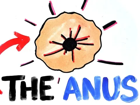 How the Evolution of the Anus Shaped Animal Consciousness