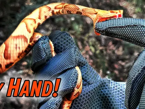 Copperhead Snake Bite Test: What Happens When a Venomous Snake Strikes