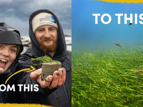 Restoring Scotland's Mudflat Ecosystems Through Seagrass Meadow Rehabilitation